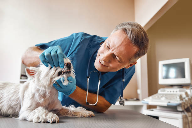 Best Pediatric Emergency Dentist in Stony Point, NC